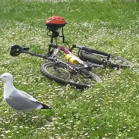 Istriana Lejlighed Poreč